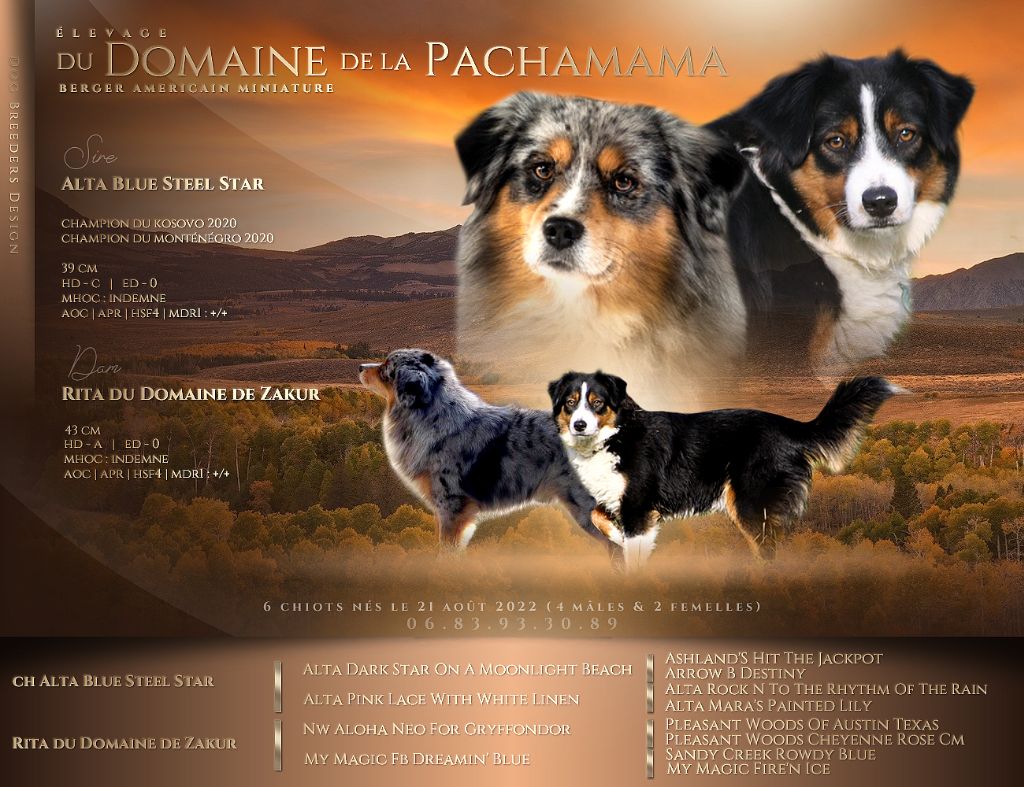 du Domaine de la Pachamama - Berger Américain Miniature - Portée née le 21/08/2022